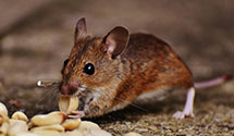 24 Hour & Emergency Exterminators in Supai, AZ